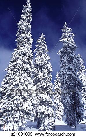 winter, snow, pine trees, Switzerland, Vaud, Jura Mountains, Europe, An forest of evergreens is covered with snow in winter in the Jura Mountains. View Large Photo Image Stock Image - winter, snow, pine trees, Switzerland, Vaud, Jura Mountains, Europe, An forest of evergreens is covered with snow in winter in the Jura Mountains.. Fotosearch