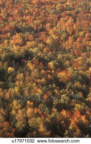 Stock Image -  woodland, forest, wilderness, maple trees, background, autumn, An aerial view of a forest of colorful maple trees in the autumn in the state of Vermont.. Fotosearch