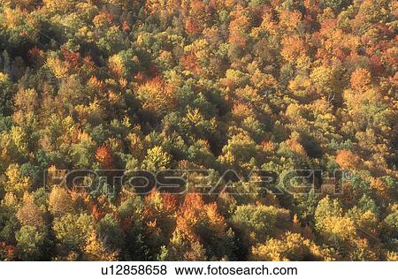 woodland, forest, wilderness, woods, environment, maple trees, background, fall foliage, autumn, An aerial view of a forest of colorful maple trees in the autumn in the state of Vermont. View Large Photo Image Stock Photo - woodland, forest, wilderness, woods, environment, maple trees, background, fall foliage, autumn, An aerial view of a forest of colorful maple trees in the autumn in the state of Vermont.. Fotosearch