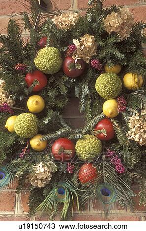wreath, Colonial Williamsburg, Virginia, VA, Williamsburg, A wreath made of greens and fruit decorates a door of a home for Christmas in Colonial Williamsburg. View Large Photo Image Stock Image - wreath, Colonial Williamsburg, Virginia, VA, Williamsburg, A wreath made of greens and fruit decorates a door of a home for Christmas in Colonial Williamsburg.. Fotosearch
