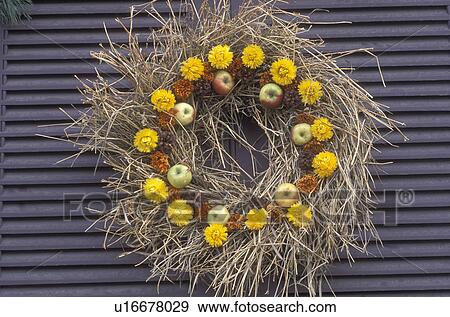 wreath, Colonial Williamsburg, Virginia, VA, Williamsburg, A wreath made of greens, dried flowers and fruit decorates the door of a home for Christmas in Colonial Williamsburg. View Large Photo Image Stock Photo - wreath, Colonial Williamsburg, Virginia, VA, Williamsburg, A wreath made of greens, dried flowers and fruit decorates the door of a home for Christmas in Colonial Williamsburg.. Fotosearch