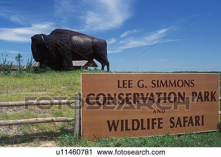 zoo, Ashland, NE, Nebraska, Buffalo statue displayed at the Lee G. Simmons Conservation Park and Wildlife Safari View Large Photo Image Stock Image - zoo, Ashland, NE, Nebraska, Buffalo statue displayed at the Lee G. Simmons Conservation Park and Wildlife Safari. Fotosearch