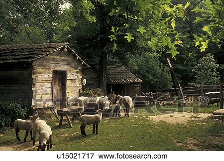 Abraham Lincoln, IN, Indiana, Sheep on the Living Historical Farm at Lincoln Boyhood National Memorial in Indiana. View Large Photo Image Stock Photo - Abraham Lincoln, IN, Indiana, Sheep on the Living Historical Farm at Lincoln Boyhood National Memorial in Indiana.. Fotosearch
