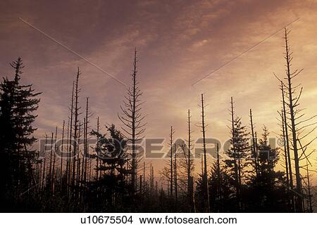 Picture -  acid rain, trees, Pisgah National Forest, NC, North Carolina, Silhouette of trees at sunset destroyed by acid rain in Pisgah National Forest in North Carolina.. Fotosearch