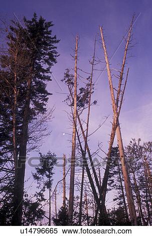 Stock Photography -  acid rain, trees, Pisgah National Forest, NC, North Carolina, Trees at sunset destroyed by acid rain in Pisgah National Forest in North Carolina.. Fotosearch