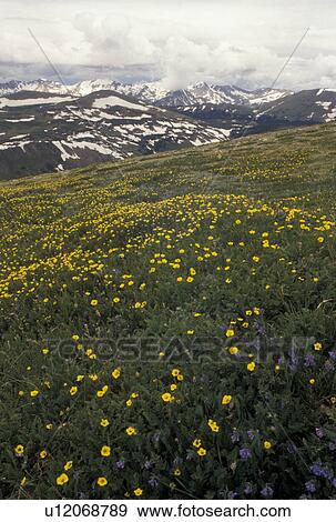 Alpine Meadow Rocky Mountain National Park Co Colorado Rockies Scenic Alpine Meadow With Yellow Flowers And The Surrounding Mountains In Rocky Mountain Nat L Park Stock Photo U12068789 Fotosearch