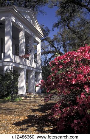 antebellum mansion, Mobile, AL, Alabama, Oakleigh Period Museum House and azaleas View Large Photo Image Stock Image - antebellum mansion, Mobile, AL, Alabama, Oakleigh Period Museum House and azaleas. Fotosearch