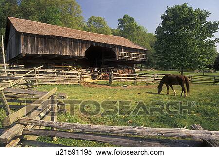 Stock Photography -  Appalachia, Norris, TN, Tennessee, Horse grazing on the farm at the Museum of Appalachia a pioneer mountain village in Norris.. Fotosearch