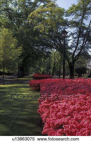 azalea, Augusta, GA, Georgia, Beautiful red/pink azalea bushes line Broad Street in Augusta in the spring. View Large Photo Image Stock Photography - azalea, Augusta, GA, Georgia, Beautiful red/pink azalea bushes line Broad Street in Augusta in the spring.. Fotosearch