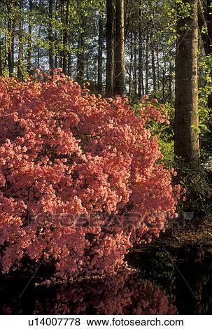 Azalea, Callaway Gardens, Pine Mountain, Georgia, GA, Azaleas in bloom in the spring at Callaway Gardens in Pine Mountain. View Large Photo Image Stock Photo - Azalea, Callaway Gardens, Pine Mountain, Georgia, GA, Azaleas in bloom in the spring at Callaway Gardens in Pine Mountain.. Fotosearch