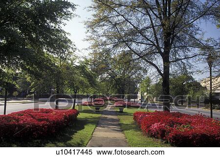 azaleas, Augusta, GA, Georgia, Azaleas line Greene Street in Augusta in the spring. View Large Photo Image Stock Photography - azaleas, Augusta, GA, Georgia, Azaleas line Greene Street in Augusta in the spring.. Fotosearch