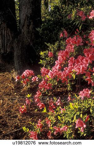 azaleas, Callaway Gardens, Pine Mountain, Georgia, GA, Pink Azalea blossoms in the spring at Callaway Gardens in Pine Mountain. View Large Photo Image Stock Photograph - azaleas, Callaway Gardens, Pine Mountain, Georgia, GA, Pink Azalea blossoms in the spring at Callaway Gardens in Pine Mountain.. Fotosearch