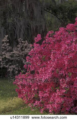 Stock Photo -  azaleas, garden, Natchez, MS, Mississippi, Azaleas in the gardens at Melrose Estate at Natchez National Historical Park.. Fotosearch