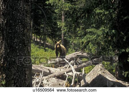 bear cub, Grand Teton National Park, WY, Jackson Hole, Wyoming, Bear cub in Grand Teton Nat'l Park in Wyoming. View Large Photo Image Picture - bear cub, Grand Teton National Park, WY, Jackson Hole, Wyoming, Bear cub in Grand Teton Nat'l Park in Wyoming.. Fotosearch