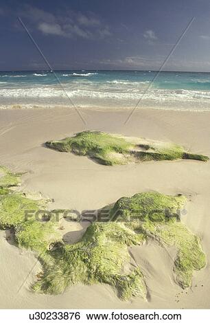 Bermuda, beach, Pink sandy beach with green algae in Bermuda., View Large Photo Image Stock Photograph - Bermuda, beach, Pink sandy beach with green algae in Bermuda., . Fotosearch