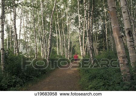 birch tree, hiking, MN, Lake Superior, North Shore Drive, Minnesota, Woman walks on a foot path through a forest of birch trees along Lake Superior North Shore. View Large Photo Image Stock Photo - birch tree, hiking, MN, Lake Superior, North Shore Drive, Minnesota, Woman walks on a foot path through a forest of birch trees along Lake Superior North Shore.. Fotosearch