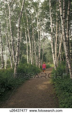 birch tree, hiking, MN, Lake Superior, North Shore Drive, Minnesota, Woman walks on a foot path through a forest of birch trees along Lake Superior North Shore. View Large Photo Image Stock Photo - birch tree, hiking, MN, Lake Superior, North Shore Drive, Minnesota, Woman walks on a foot path through a forest of birch trees along Lake Superior North Shore.. Fotosearch