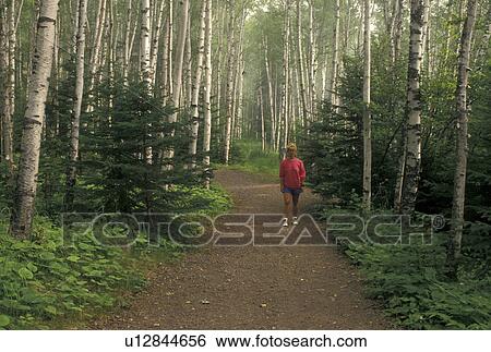 birch tree, hiking, MN, Lake Superior, North Shore Drive, Minnesota, Woman walks on a foot path through a forest of birch trees along Lake Superior North Shore. View Large Photo Image Stock Photograph - birch tree, hiking, MN, Lake Superior, North Shore Drive, Minnesota, Woman walks on a foot path through a forest of birch trees along Lake Superior North Shore.. Fotosearch