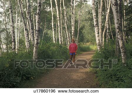 Stock Photograph -  birch tree, hiking, MN, Lake Superior, North Shore Drive, Minnesota, Woman walks on a foot path through a forest of birch trees along Lake Superior North Shore.. Fotosearch