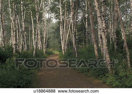 birch tree, MN, Lake Superior, North Shore Drive, Minnesota, Birch trees along a hiking trail along Lake Superior North Shore. View Large Photo Image Stock Photo - birch tree, MN, Lake Superior, North Shore Drive, Minnesota, Birch trees along a hiking trail along Lake Superior North Shore.. Fotosearch