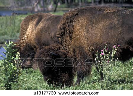 bison, buffalo, MN, Minnesota, A herd of buffalo grazing in a field on a buffalo farm in Minnesota. View Large Photo Image Stock Image - bison, buffalo, MN, Minnesota, A herd of buffalo grazing in a field on a buffalo farm in Minnesota.. Fotosearch