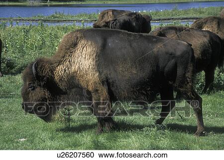 bison, buffalo, MN, Minnesota, A herd of buffalo grazing in a field on a buffalo farm in Minnesota. View Large Photo Image Stock Image - bison, buffalo, MN, Minnesota, A herd of buffalo grazing in a field on a buffalo farm in Minnesota.. Fotosearch
