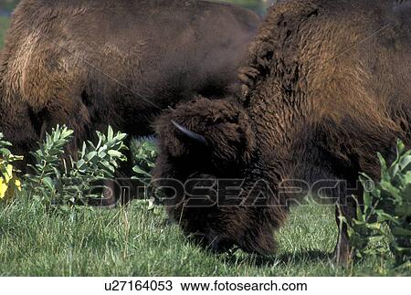 bison, buffalo, MN, Minnesota, A herd of buffalo grazing in a field on a buffalo farm in Minnesota. View Large Photo Image Stock Image - bison, buffalo, MN, Minnesota, A herd of buffalo grazing in a field on a buffalo farm in Minnesota.. Fotosearch