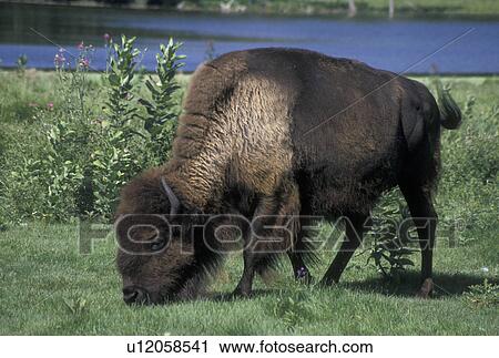 bison, buffalo, MN, Minnesota, Large male buffalo grazing in a field on a buffalo farm in Minnesota. View Large Photo Image Stock Image - bison, buffalo, MN, Minnesota, Large male buffalo grazing in a field on a buffalo farm in Minnesota.. Fotosearch