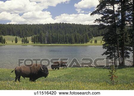 Stock Image -  bison, buffalo, Yellowstone National Park, WY, Wyoming, Buffalo grazing in a field in Yellowstone Nat'l Park in Wyoming.. Fotosearch