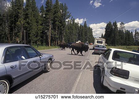 bison, buffalo, Yellowstone National Park, WY, Wyoming, Buffalo crossing road creates traffic jam in Yellowstone Nat'l Park in Wyoming. View Large Photo Image Stock Image - bison, buffalo, Yellowstone National Park, WY, Wyoming, Buffalo crossing road creates traffic jam in Yellowstone Nat'l Park in Wyoming.. Fotosearch