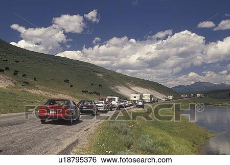 bison, Yellowstone National Park, Hayden Valley, WY, Wyoming, A herd of buffalo crosses a road in Hayden Valley causing a traffic jam in Yellowstone Nat'l Park in Wyoming. View Large Photo Image Stock Photograph - bison, Yellowstone National Park, Hayden Valley, WY, Wyoming, A herd of buffalo crosses a road in Hayden Valley causing a traffic jam in Yellowstone Nat'l Park in Wyoming.. Fotosearch