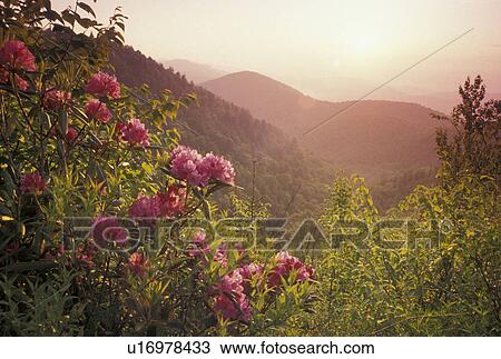 Blue Ridge Parkway, mountains, NC, Pisgah National Forest, North Carolina, Rhododendron in bloom with scenic view of the mountains from the Blue Ridge Pkwy. in the spring in North Carolina. View Large Photo Image Stock Image - Blue Ridge Parkway, mountains, NC, Pisgah National Forest, North Carolina, Rhododendron in bloom with scenic view of the mountains from the Blue Ridge Pkwy. in the spring in North Carolina.. Fotosearch