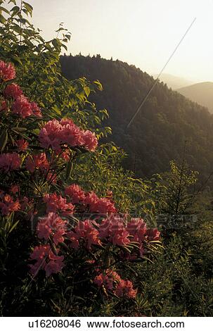 Blue Ridge Parkway, NC, North Carolina, Rhododendron in bloom along the Blue Ridge Pkwy. in the spring in North Carolina. View Large Photo Image Stock Photograph -  Blue Ridge Parkway, NC, North Carolina, Rhododendron in bloom along the Blue Ridge Pkwy. in the spring in North Carolina.. Fotosearch