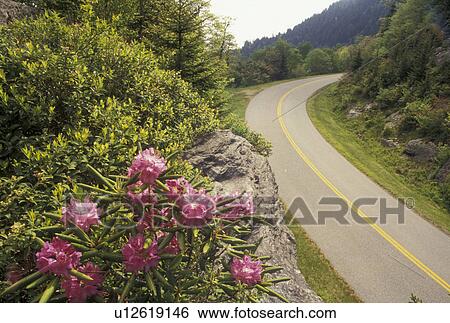 Blue Ridge Parkway, NC, rhododendron, North Carolina, Rhododendron in bloom along the Blue Ridge Pkwy. in the spring in North Carolina. View Large Photo Image Stock Photograph -  Blue Ridge Parkway, NC, rhododendron, North Carolina, Rhododendron in bloom along the Blue Ridge Pkwy. in the spring in North Carolina.. Fotosearch