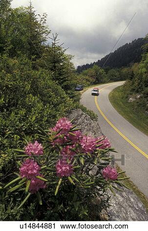Blue Ridge Parkway, rhododendron, NC, North Carolina, Rhododendron in bloom along the Blue Ridge Parkway in the spring in North Carolina. View Large Photo Image Stock Image -  Blue Ridge Parkway, rhododendron, NC, North Carolina, Rhododendron in bloom along the Blue Ridge Parkway in the spring in North Carolina.. Fotosearch