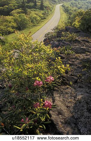 Blue Ridge Parkway, rhododendron, NC, North Carolina, Rhododendron in bloom along the Blue Ridge Pkwy. in the spring in North Carolina. View Large Photo Image Stock Photo -  Blue Ridge Parkway, rhododendron, NC, North Carolina, Rhododendron in bloom along the Blue Ridge Pkwy. in the spring in North Carolina.. Fotosearch