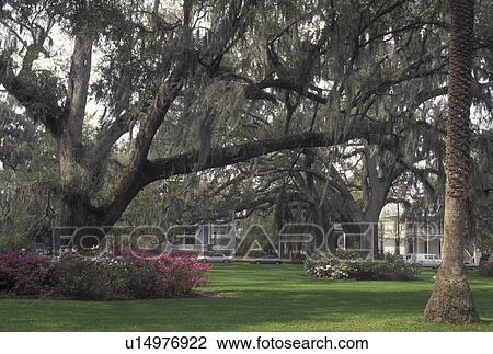 Stock Image -  Brunswick, GA, Georgia, Trees covered with Spanish Moss on the grounds of Courthouse Square in downtown Brunswick in the spring.. Fotosearch