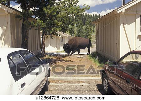 Buffalo, Yellowstone National Park, bison, WY, Wyoming, Male Bison walking on the grounds of Lake Yellowstone Lodge in Yellowstone Nat'l Park in Wyoming. View Large Photo Image Stock Photo - Buffalo, Yellowstone National Park, bison, WY, Wyoming, Male Bison walking on the grounds of Lake Yellowstone Lodge in Yellowstone Nat'l Park in Wyoming.. Fotosearch