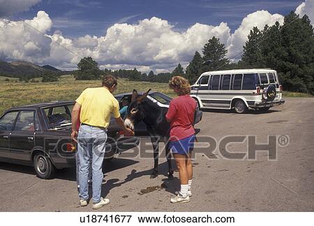 Stock Photo -  burro, Custer State Park, SD, South Dakota, Black Hills, People feeding wild burros at Custer State Park.. Fotosearch