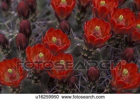 cactus, TX, Texas, Red Claret Cup Hedgehog Cactus View Large Photo Image Stock Image - cactus, TX, Texas, Red Claret Cup Hedgehog Cactus. Fotosearch