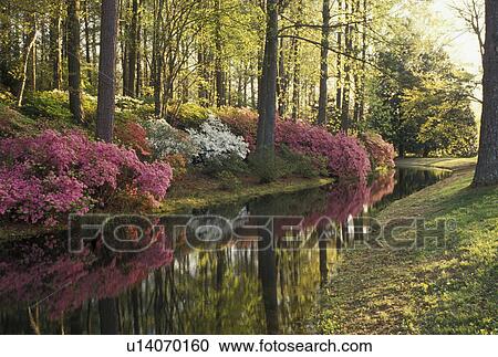 Stock Image -  Callaway Gardens, azalea, Pine Mountain, Georgia, GA, Azaleas in bloom reflect in the calm creek water in the spring at Callaway Gardens in Pine Mountain.. Fotosearch