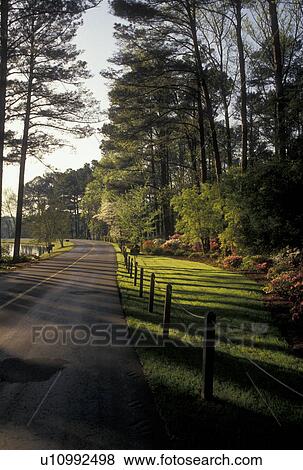 Stock Photo -  Callaway Gardens, azalea, Pine Mountain, Georgia, GA, Azaleas in bloom along Scenic Drive in the spring at Callaway Gardens in Pine Mountain.. Fotosearch