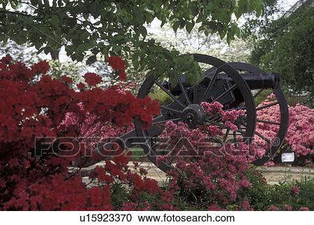 Stock Image -  cannon, Athens, GA, Georgia, Double barrelled cannon outside City Hall in Athens in the spring.. Fotosearch