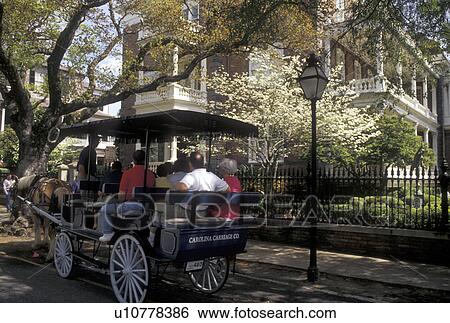Stock Photograph -  carriage ride, Charleston, South Carolina, SC, Carriage tour along Meeting Street in downtown Charleston in the spring.. Fotosearch