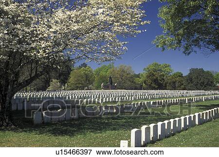 cemetery, Andersonville National Historic Site, GA, Georgia, Lines of white tombstones in Andersonville Cemetery at Andersonville Nat'l Historic Site. View Large Photo Image Stock Photo - cemetery, Andersonville National Historic Site, GA, Georgia, Lines of white tombstones in Andersonville Cemetery at Andersonville Nat'l Historic Site.. Fotosearch