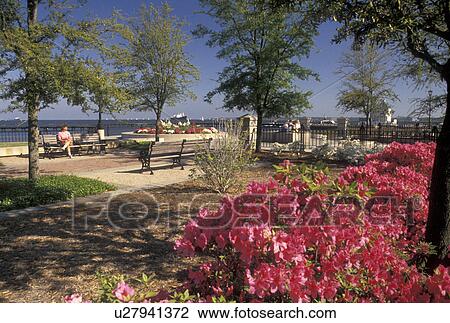 Charleston, South Carolina, SC, Azaleas in bloom in Waterfront Park along Charleston Bay in Charleston in the spring. View Large Photo Image Stock Image - Charleston, South Carolina, SC, Azaleas in bloom in Waterfront Park along Charleston Bay in Charleston in the spring.. Fotosearch