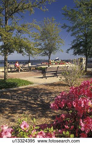 Charleston, Waterfront Park, South Carolina, SC, Azaleas in bloom in Waterfront Park along Charleston Bay in Charleston in the spring. View Large Photo Image Stock Photography - Charleston, Waterfront Park, South Carolina, SC, Azaleas in bloom in Waterfront Park along Charleston Bay in Charleston in the spring.. Fotosearch