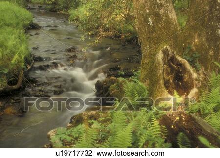 Chattahoochee National Forest, GA, Georgia, Scenic river flows through dense vegetation in Chattahoochee National Forest in North Georgia. View Large Photo Image Stock Image - Chattahoochee National Forest, GA, Georgia, Scenic river flows through dense vegetation in Chattahoochee National Forest in North Georgia.. Fotosearch