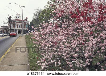 cherry blossoms, Macon, GA, Georgia, Cherry trees in bloom decorate the street outside The Hay House, an Italian Renaissance Revival Villa, in Macon in the spring. View Large Photo Image Picture - cherry blossoms, Macon, GA, Georgia, Cherry trees in bloom decorate the street outside The Hay House, an Italian Renaissance Revival Villa, in Macon in the spring.. Fotosearch