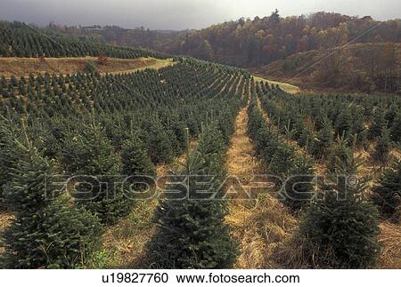 Christmas tree farm, Blue Ridge, NC, North Carolina, Evergreen trees growing in rows on a Christmas Tree farm in Linville in the fall. View Large Photo Image Stock Image - Christmas tree farm, Blue Ridge, NC, North Carolina, Evergreen trees growing in rows on a Christmas Tree farm in Linville in the fall.. Fotosearch